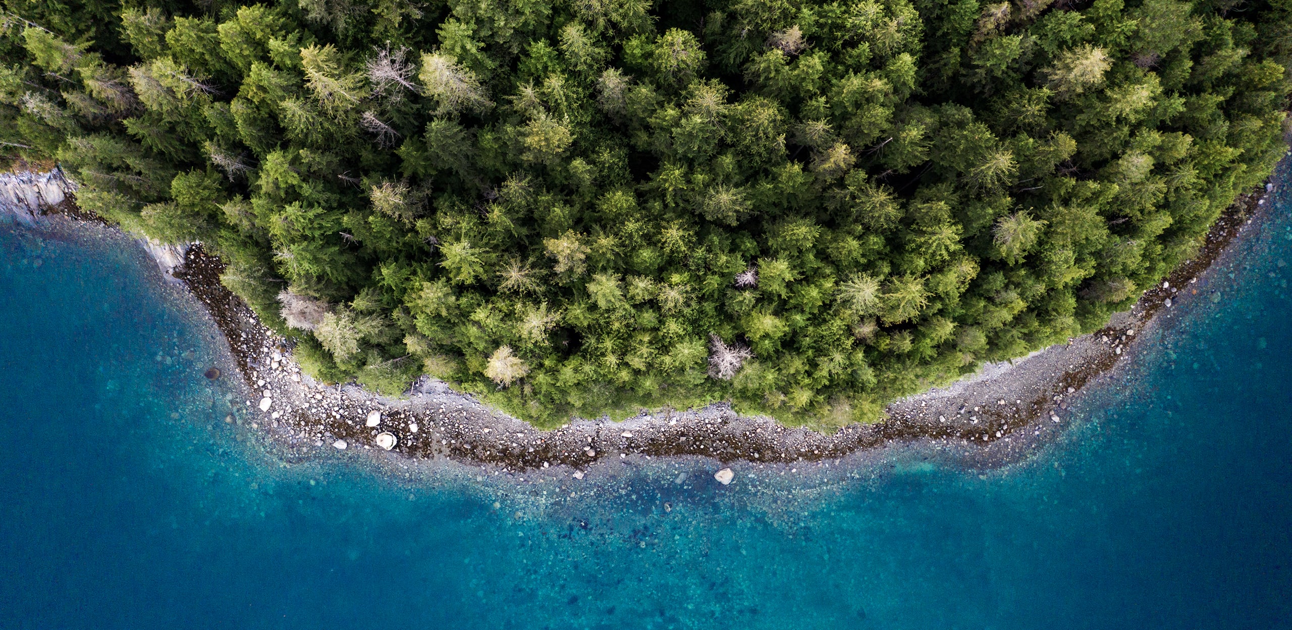 Campbell River treeline image
